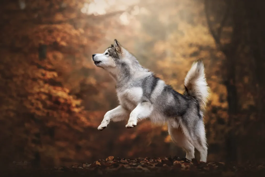 Malamute hüpft vor Aufregung beim Shooting