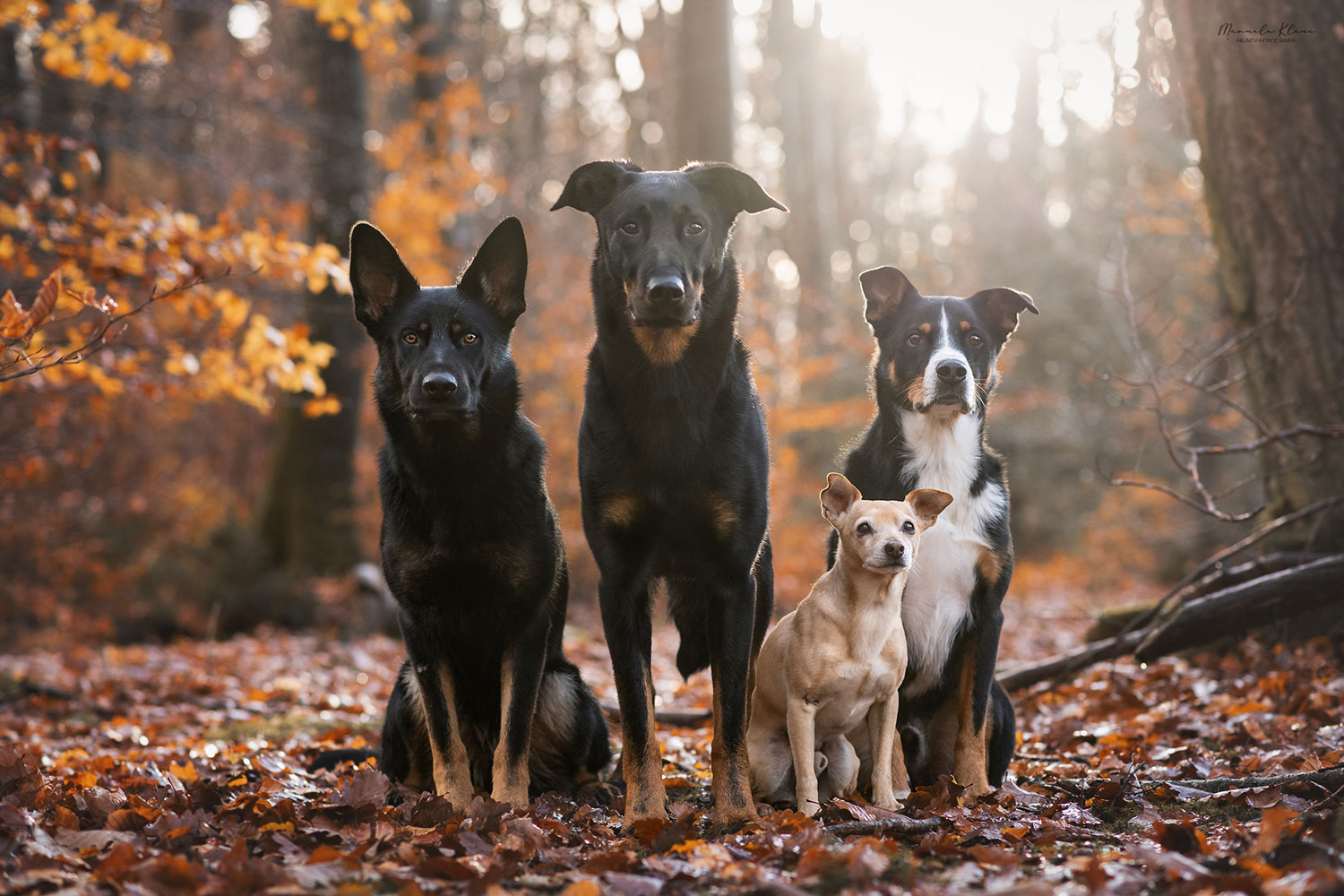 Gruppenfoto mit vier Hunden Fotoshooting im Herbst