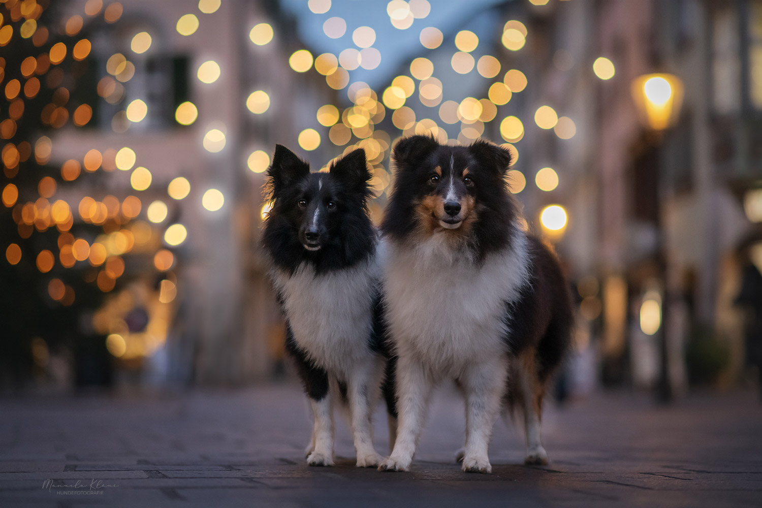 Hundefotoshooting in der weihnachtlich beleuchteten Altstadt Schaffhausen mit zwei schwarzweissen Shelties