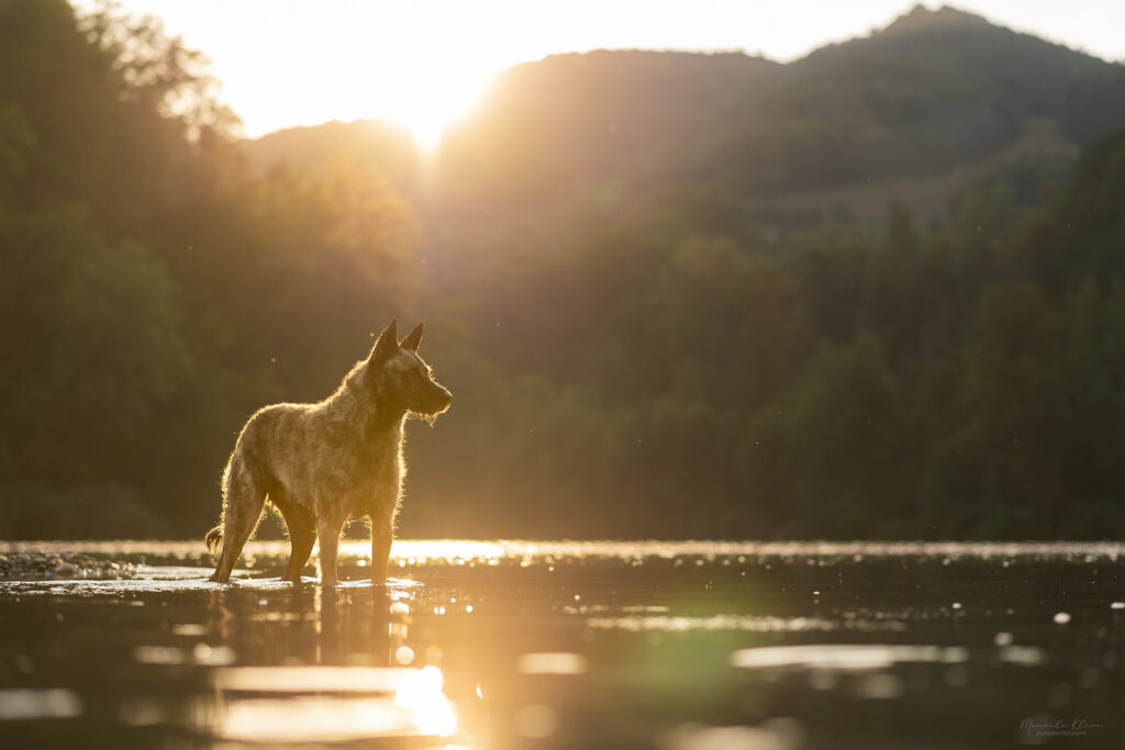 Hollaendischer Herder beim Shooting an einem Sommer Morgen im Wasser