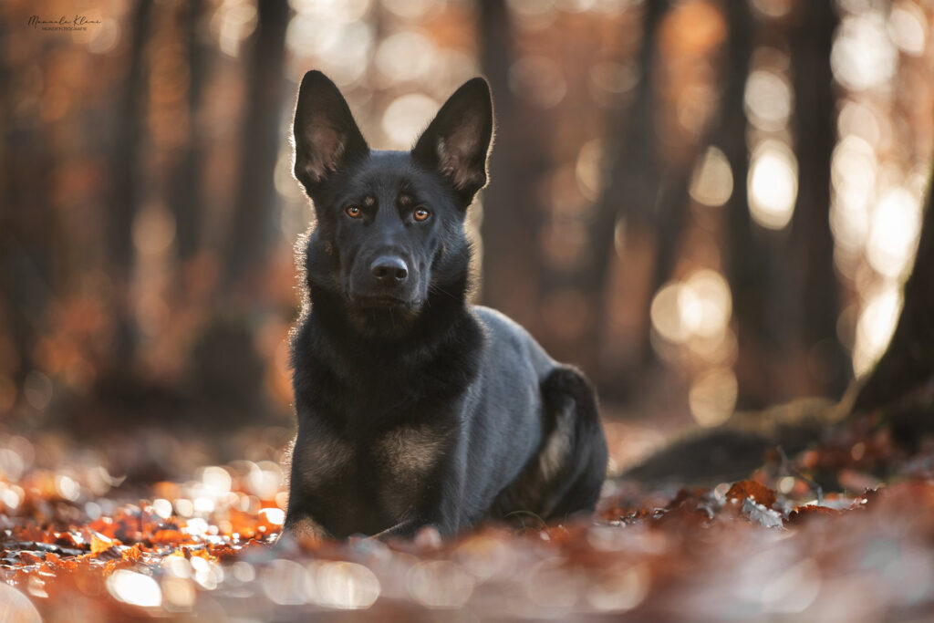 Schwarzer Schäferhund im Platz bei einem Hunde Fotoshooting im Herbst