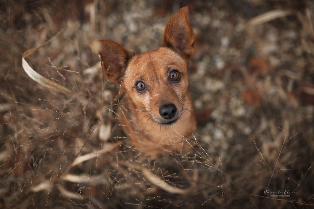 Mischlingshund sitzt im trockenen Gras und schaut hoch in die Kamera