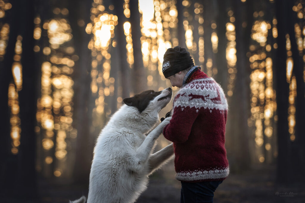 Eskimo Dog versucht Besitzerin zu kuessen