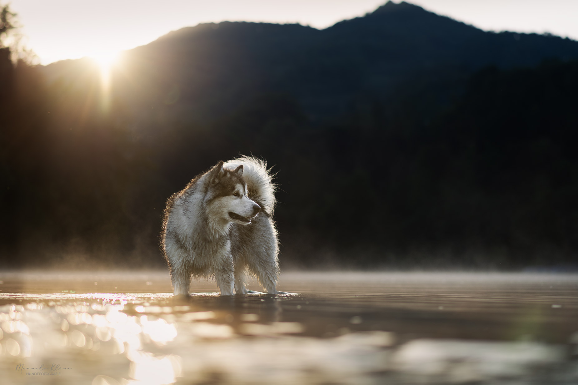 Mehr über den Artikel erfahren 5 Tipps zur Wahl des perfekten Ortes für dein DIY Hundefotoshooting