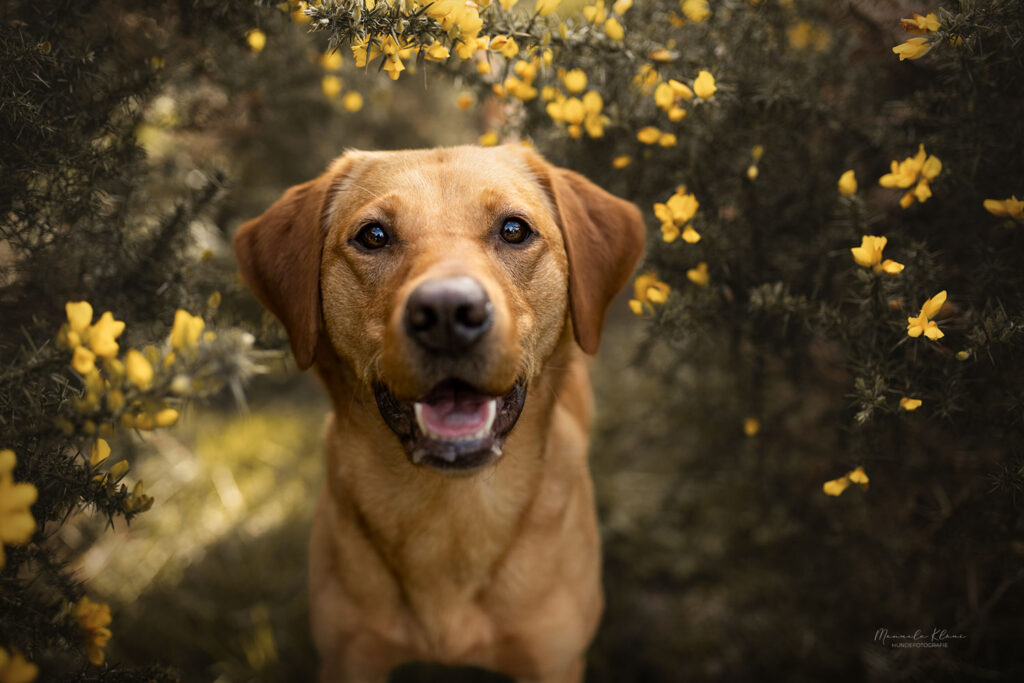 Wie findest du den idealen Ort für Fotos von deinem Hund?