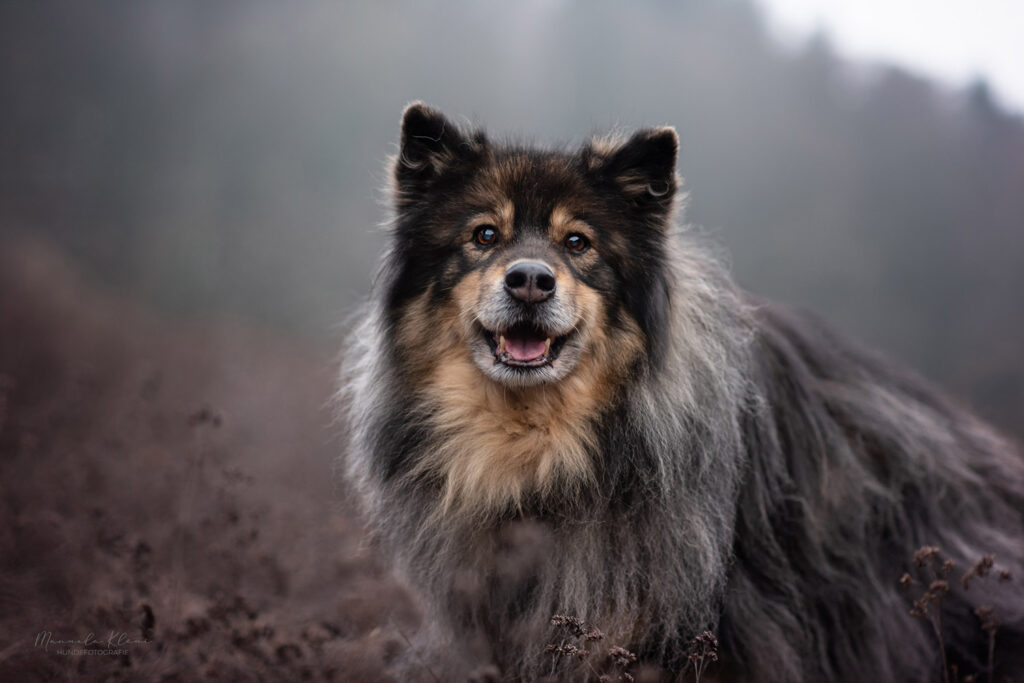 Hundeopi lacht in die Kamera