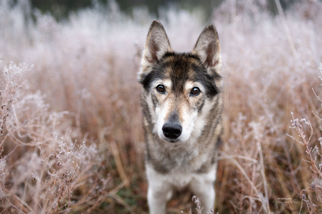 Alte Huskyhündin steht im vom Frost überzogenen Gras und blickt hoch in die Kamera