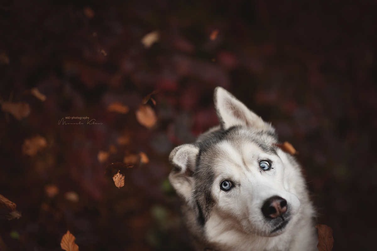 Read more about the article Lustige Ideen für Handy Herbstfotos mit deinem Hund