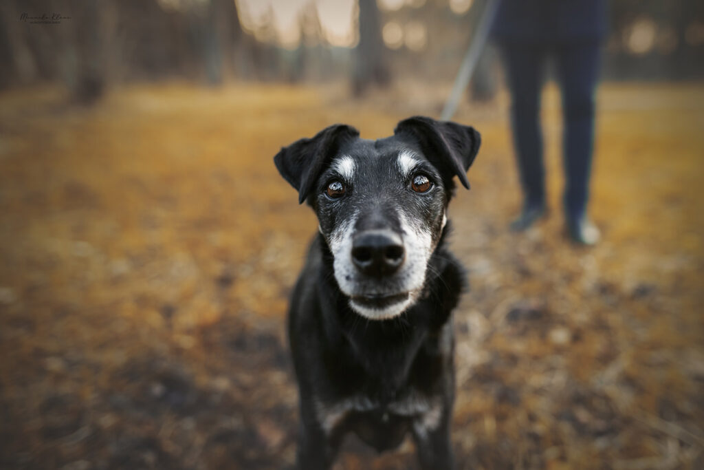 Alter Jangdterrier schaut neugierig in Kamera während Frauchen im Hintergrund steht