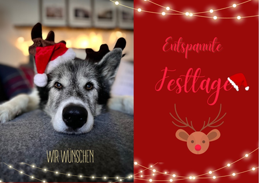 Read more about the article Handyfotos von deinem Hund für eigene Weihnachtskarten machen