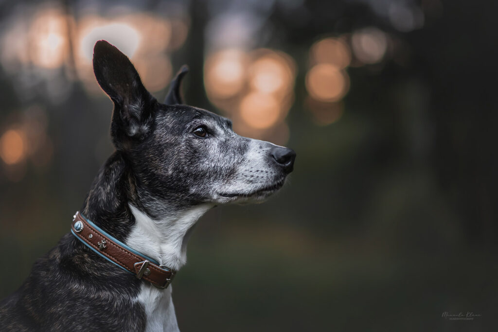 Aufmerksamer Windhund-Mischling mit Stehohren beim Hier & Jetzt. Hundefotoshooting