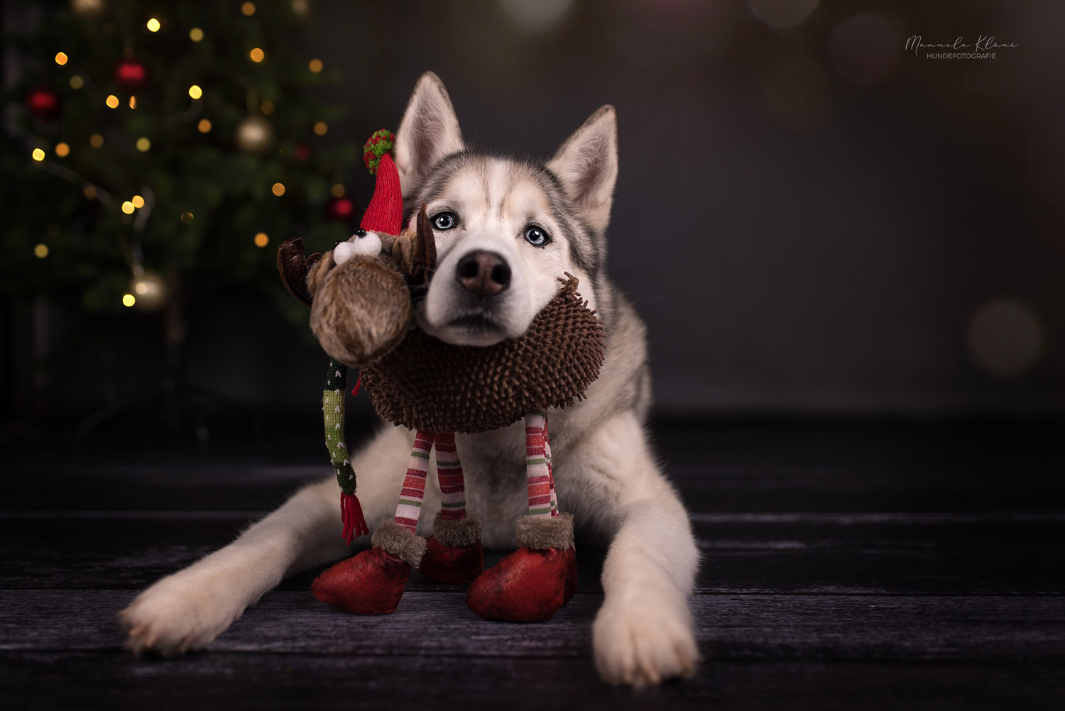 Mehr über den Artikel erfahren Weihnachtsgeschenke für beste (Hunde)Freunde