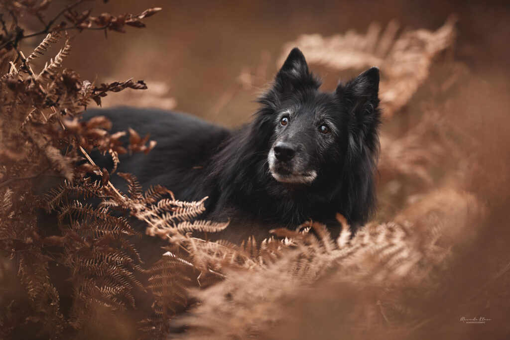 Groenendael Huendin entspannt im Farnwald während eines Outdoor Hundefotoshootings zum Reinschnuppern