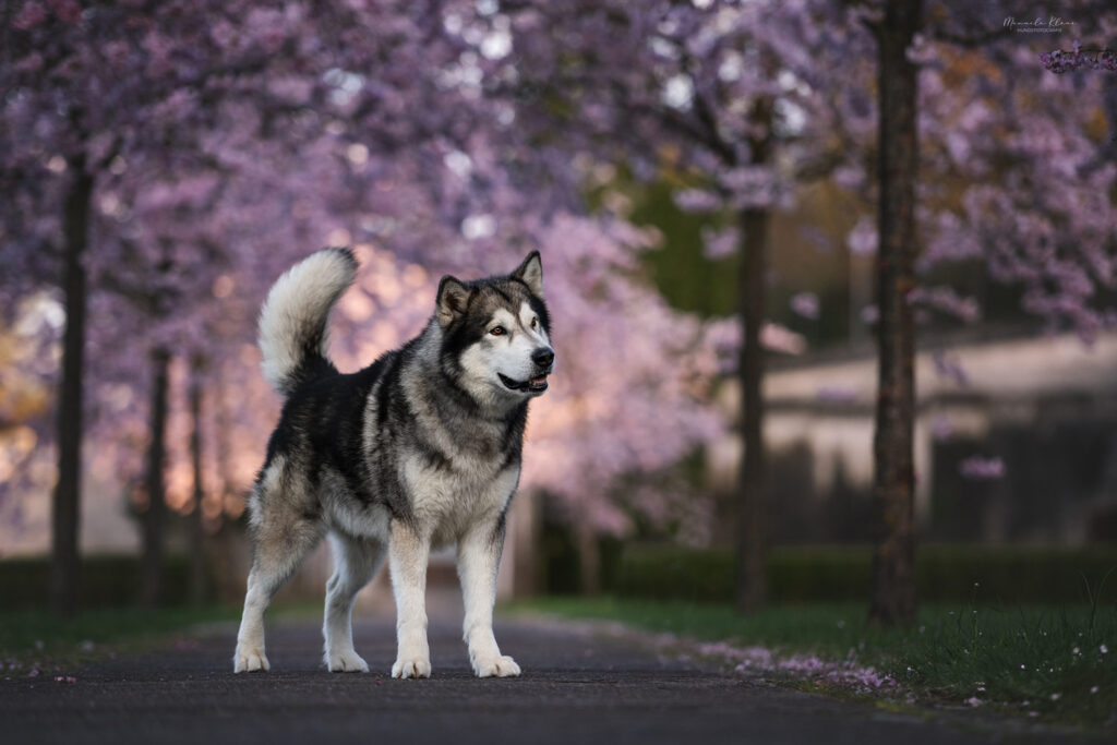 Malamute in Kirschblueten Leine wurde entfernt