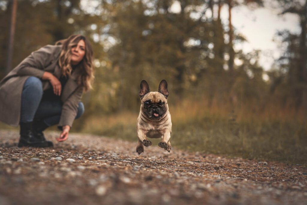 Frenchie-mit-nur-einem-Auge-fliegt-ueber-Weg
