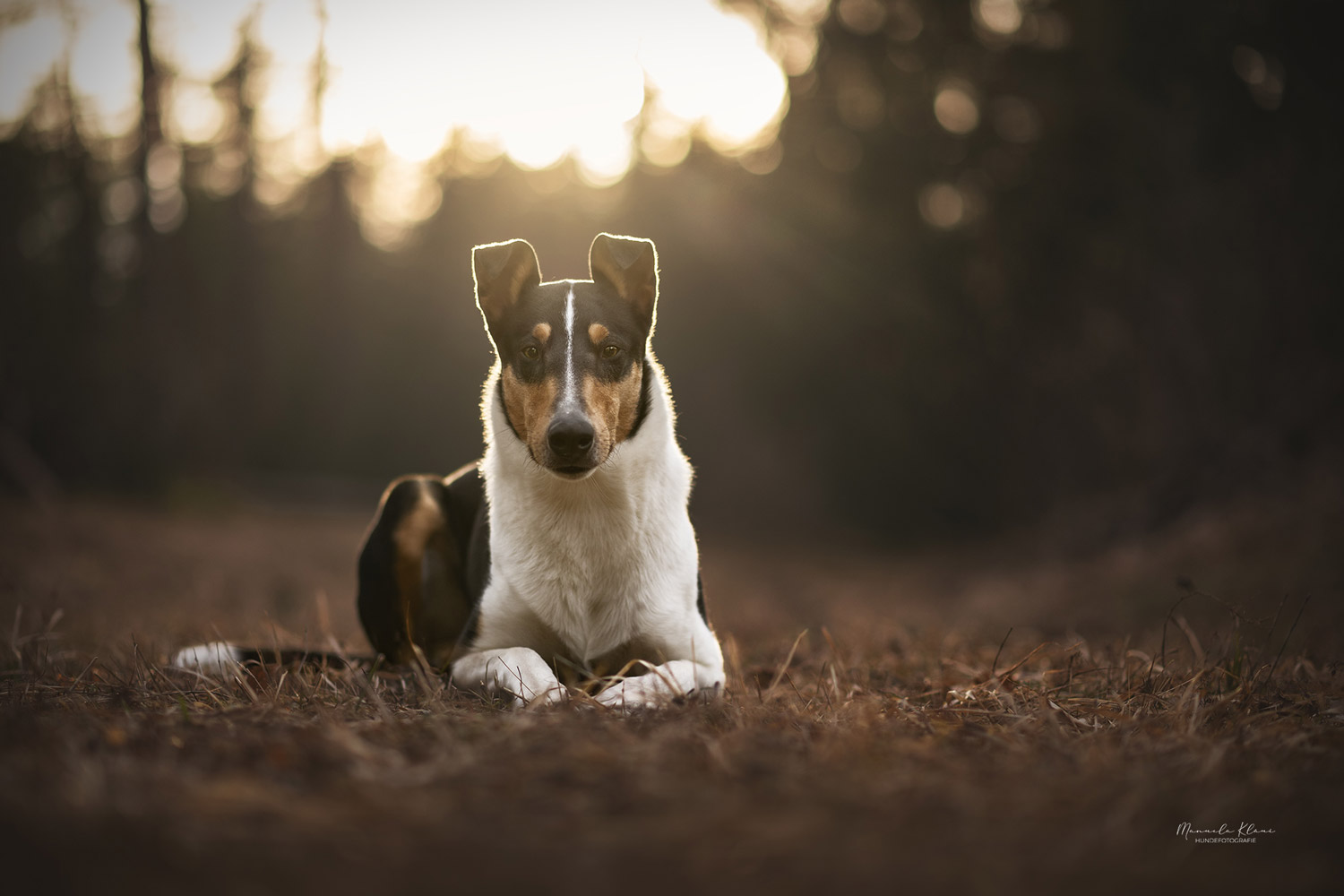 tricolor Collie smooth liegt in einer Lichtung bei Gegenlicht