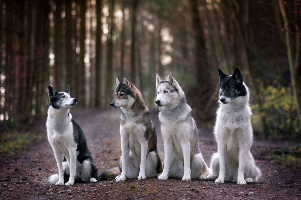 Die vier Schlittenhunde der Fotografin