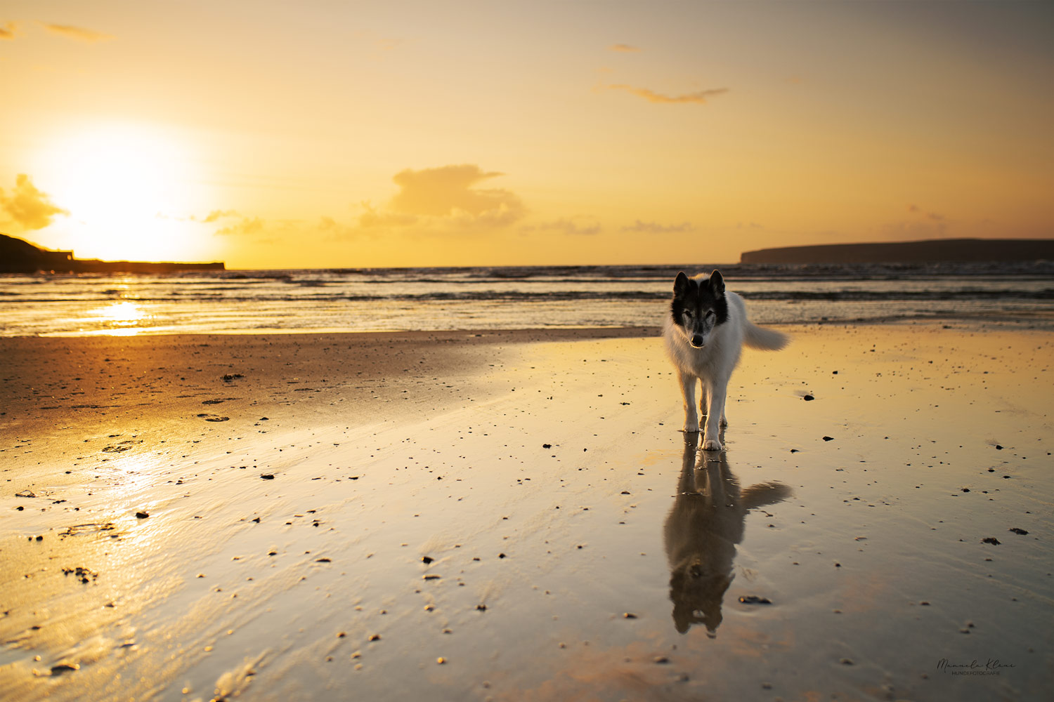 Mehr über den Artikel erfahren Goldene Stunde: Wie Licht deine Hundefotos verzaubern kann