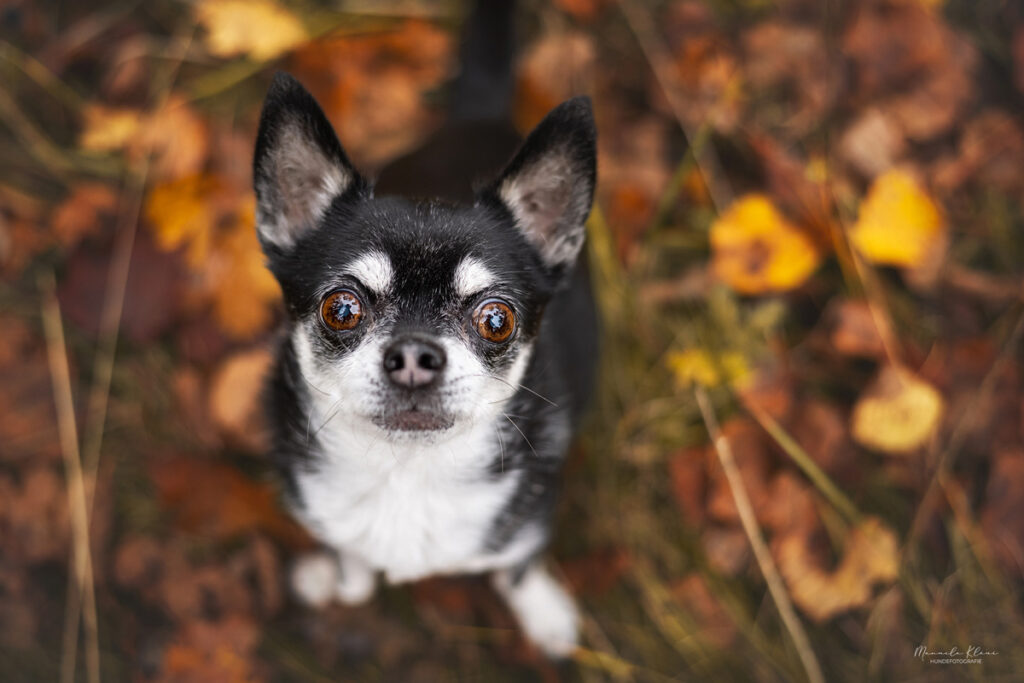 Alter Chihuahua sitzt in Blättern und schaut zur Kamera hoch