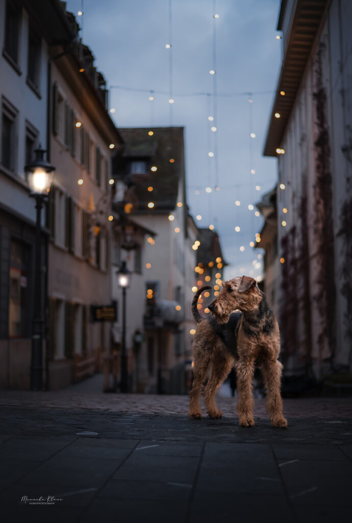 Airedale Terrier in weihnachtlicher Altstadt