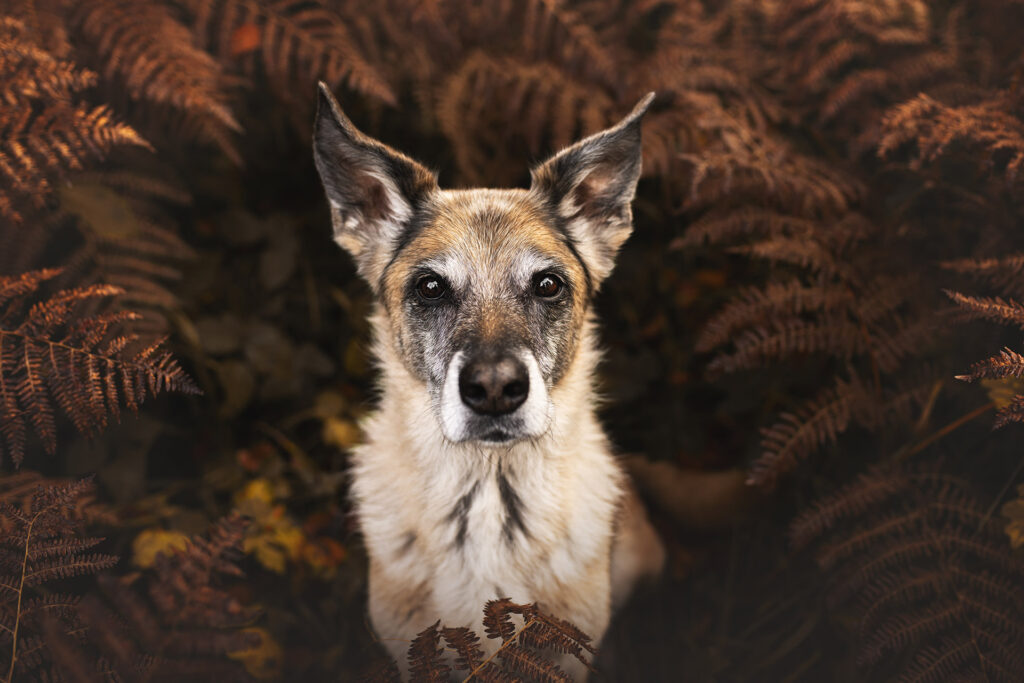 Portrait eines Mischling Hundes im herbstlichen Farn in der Schweiz