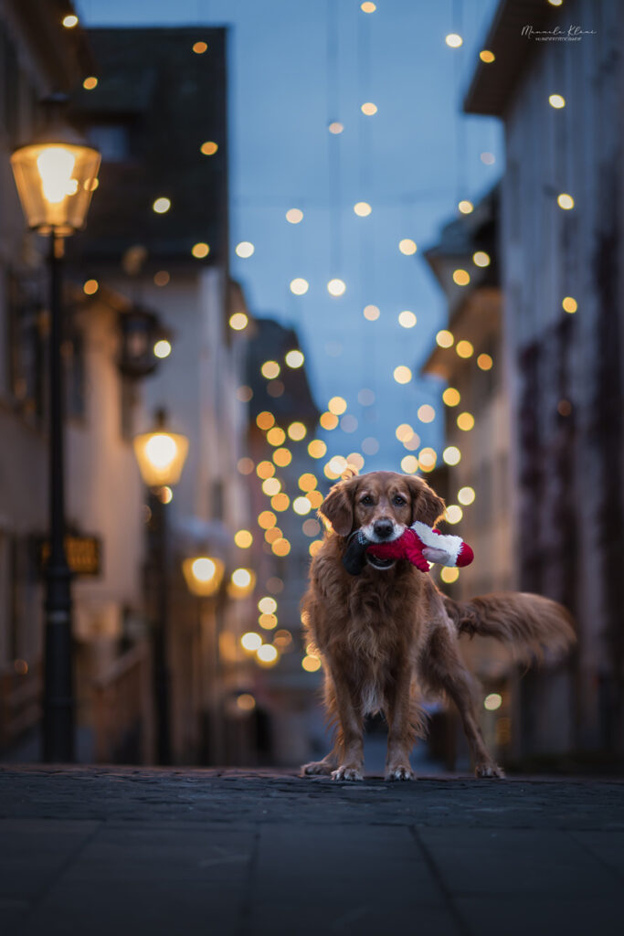 Golden Retriever hält Nikolaus Plüschtier im Maul und steht in Gasse mit weihnachtsbeleuchtung