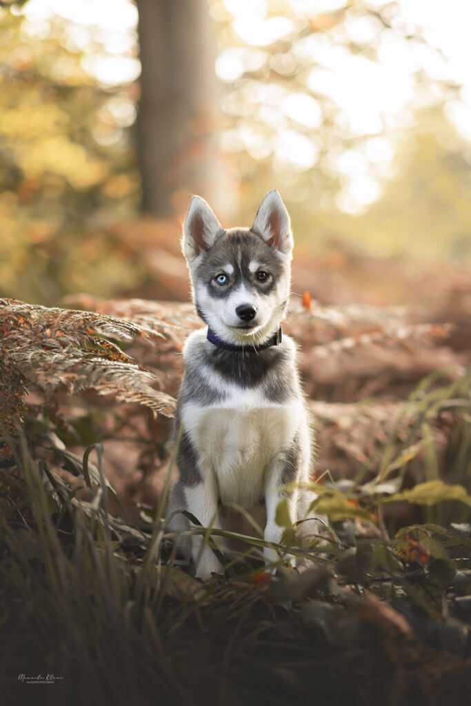 Welpe im Farn beim Einsteiger Fotoshooting Schweiz Manuela Klaeui