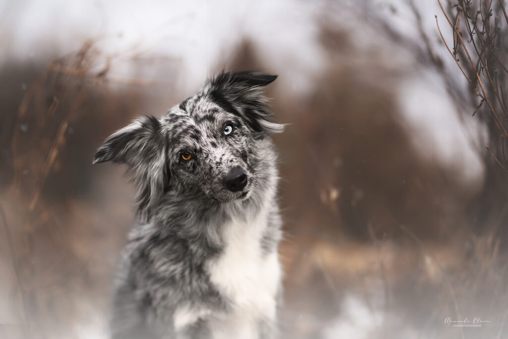 Australian Shepherd huendin mit zwei verschieden farbigen Augen neigt Kopf und guckt in Kamera