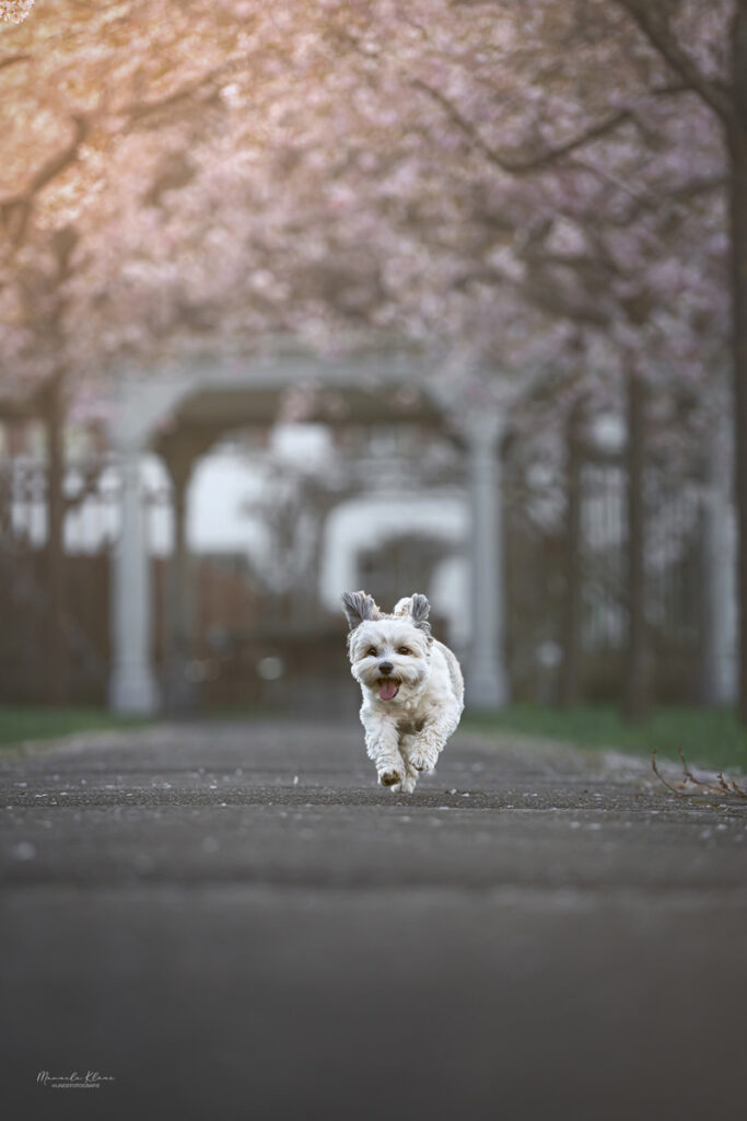 kleiner weisser hund rennt in kirschbluetenallee schweiz
