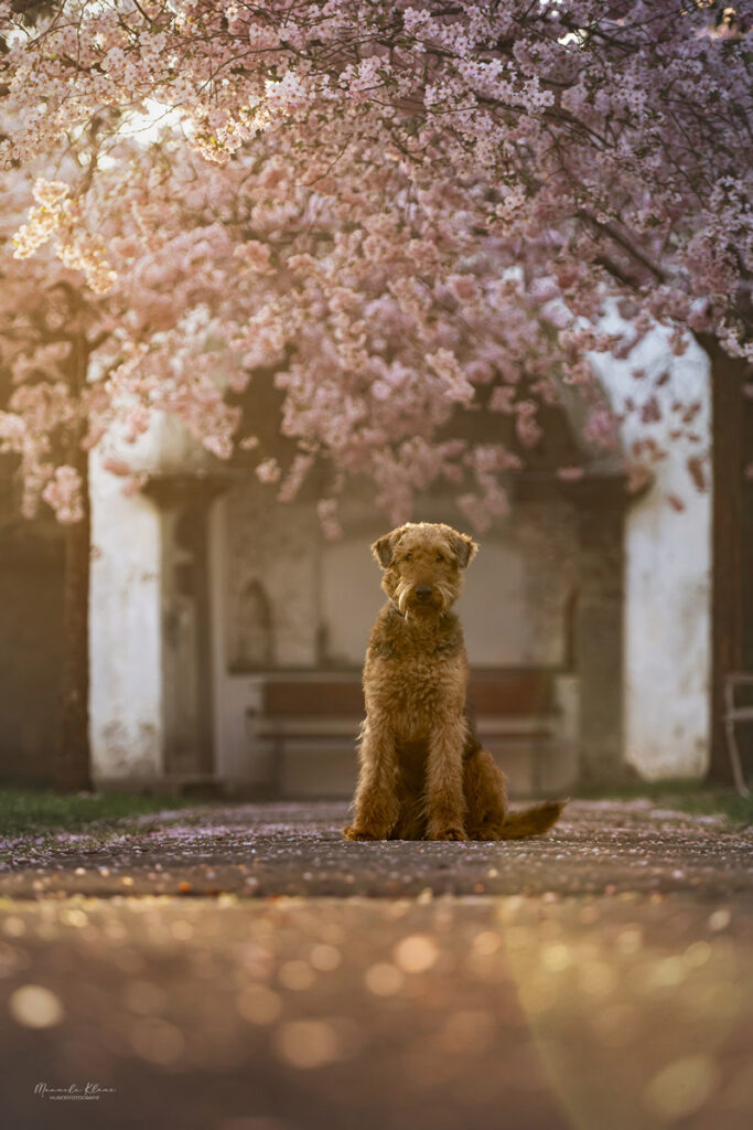 airedale terrier sitzt in kirschblueten allee, von hinten scheint die warme sonne ins bild