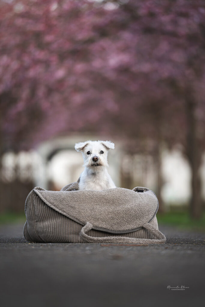 aelterer Zwergschnauzer sitzt in weicher Tasche in Kirschblueten Allee und guckt in Kamera
