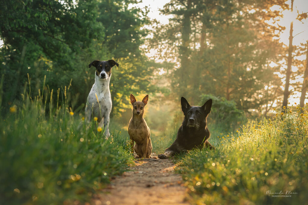 Konzentrierte Hunde beim professionellen Hundefotoshooting am frühen Morgen