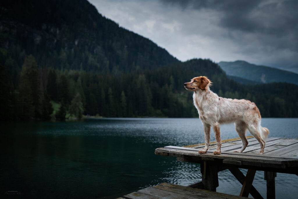 Stolzer Epagneul Breton auf einem Holzsteg bei dramatischem Gewitterhimmel an einem Schweizer Bergsee.