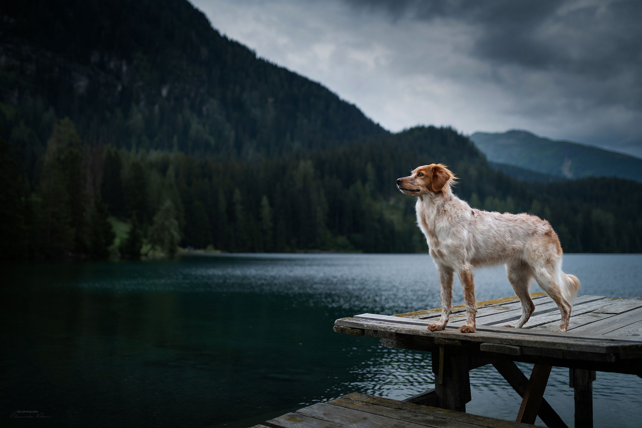 Mehr über den Artikel erfahren Mein Hund hört nicht, ich bin nicht fotogen und es regnet – geht ein Shooting trotzdem?