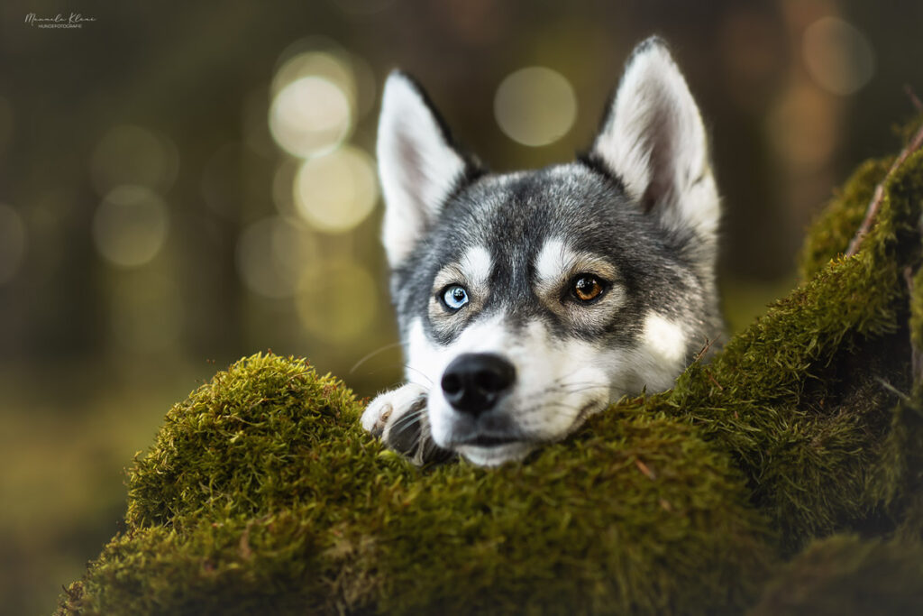 Junger Husky legt kopf auf bemoostem Baumstamm ab und schaut zur Kamera