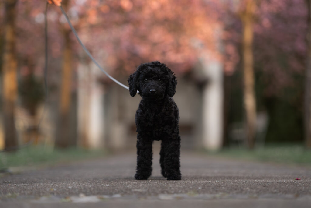 yaro-zwergpudel-welpe-hundefotoshooting-mit-leine