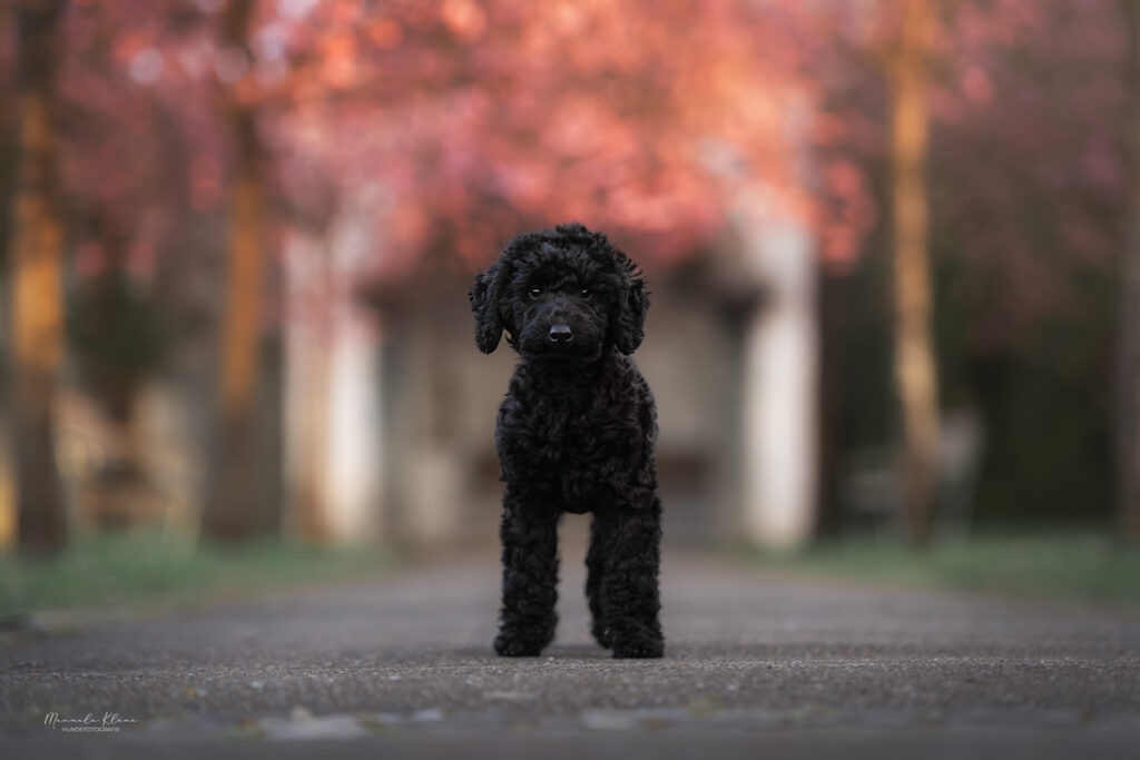 Schwarzer Zwergpudel Welpe Yaro steht frei zwischen herbstlich gefärbten Bäumen beim Hunde fotoshooting