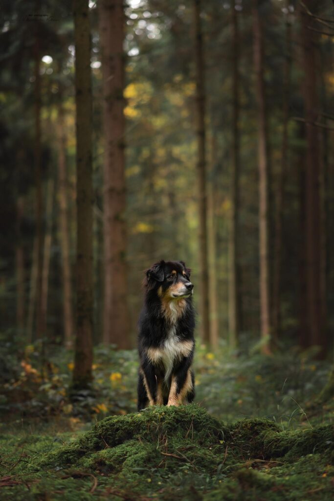 Aussie steht bei Fotoshooting im moosigen Tannenwald