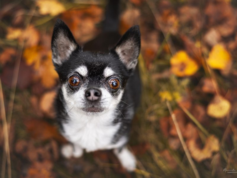 Alter-Chihuahua-beim-fotoshooting-fuer-Hunde-Senioren-Schweiz Alter Chihuahua sitzt in Blättern und schaut zur Kamera hoch