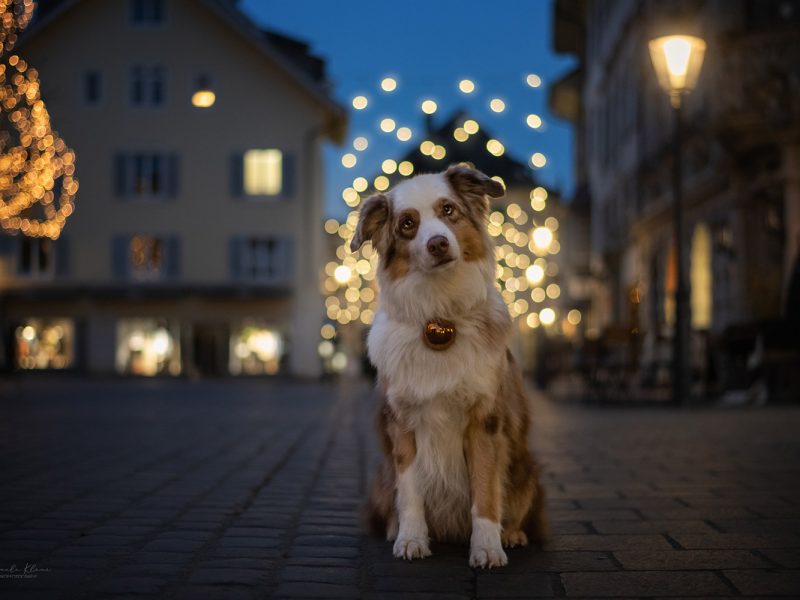 Aussie beim weihnachtlichen Fotoshooting in der Altstadt