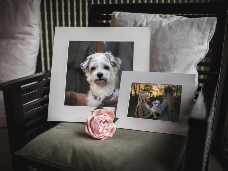 Fotoabzüge von Hunden in einem festen Passepartout