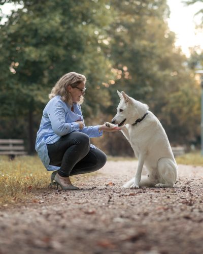 Mensch Hund Fotoshooting im Park. Hund gibt Pfötchen.