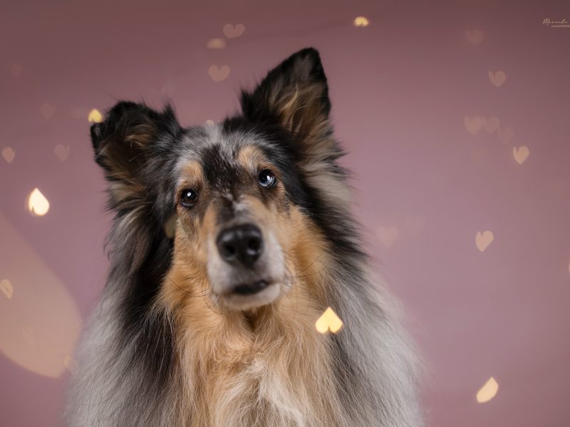 Collie Rough zeigt seinen suessesten Hundeblick beim Fotoshooting für den Valentinstag