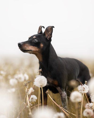 Zwergpinscher Hündin beim Pusteblumen Fotoshooting